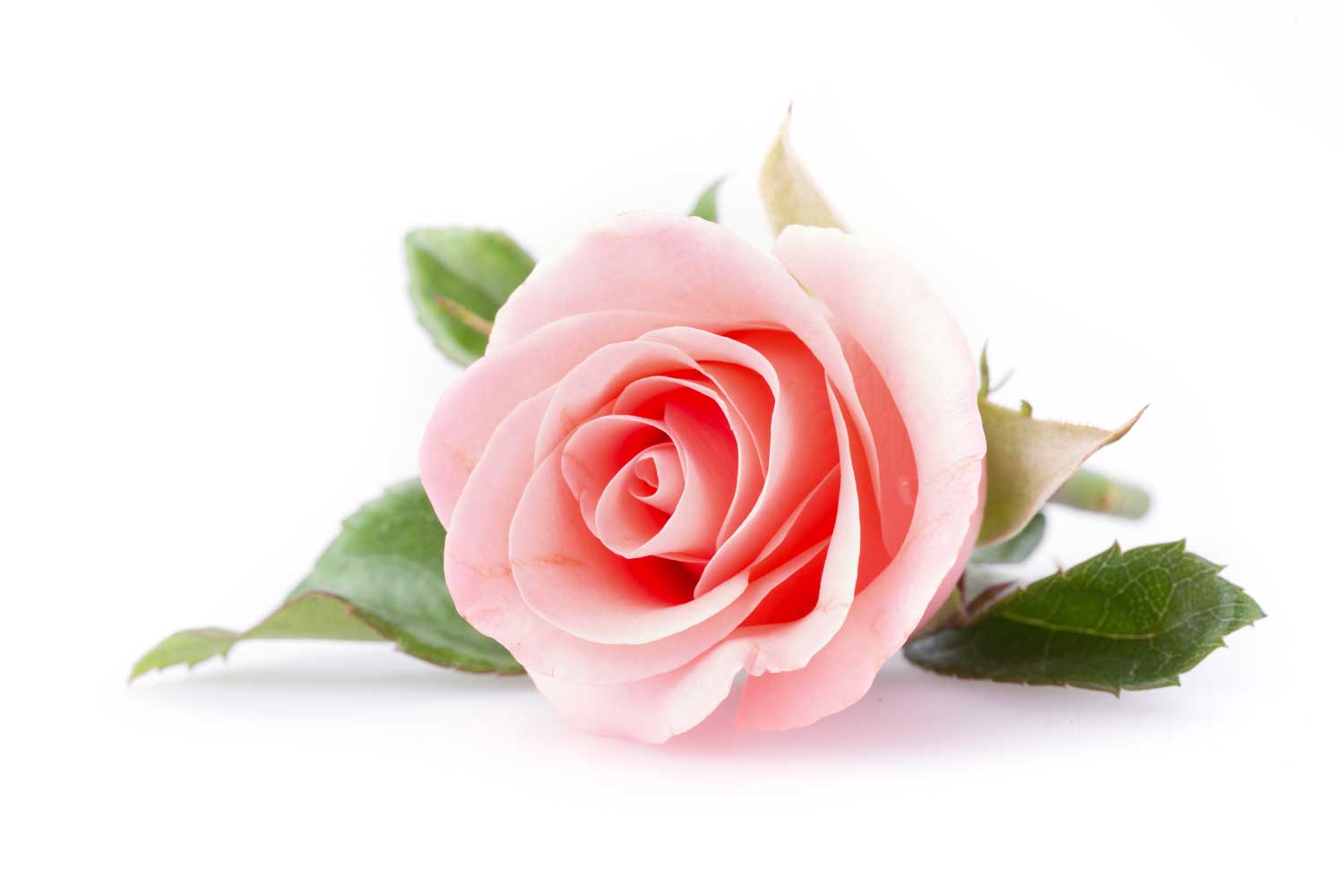 Parfum bougie 27 ml - Rose