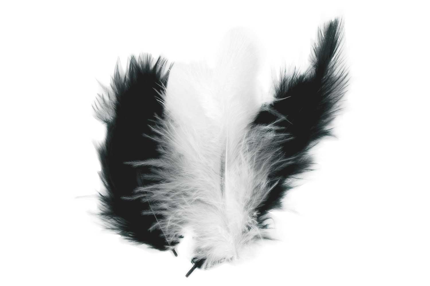 Plumes noires et blanches - Set d'environ 50 plumes