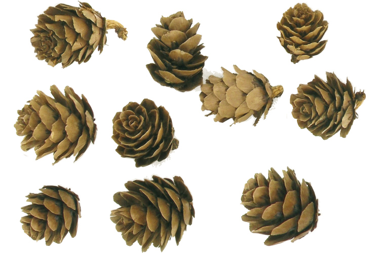 Pommes de pins 4 à 5 cm - Lot d'environ 10 pièces