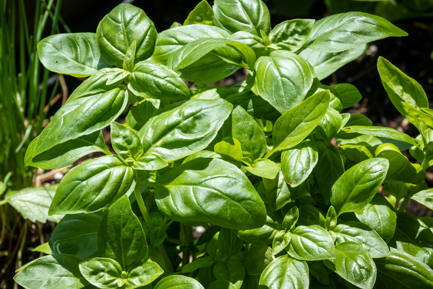 Graines de basilic