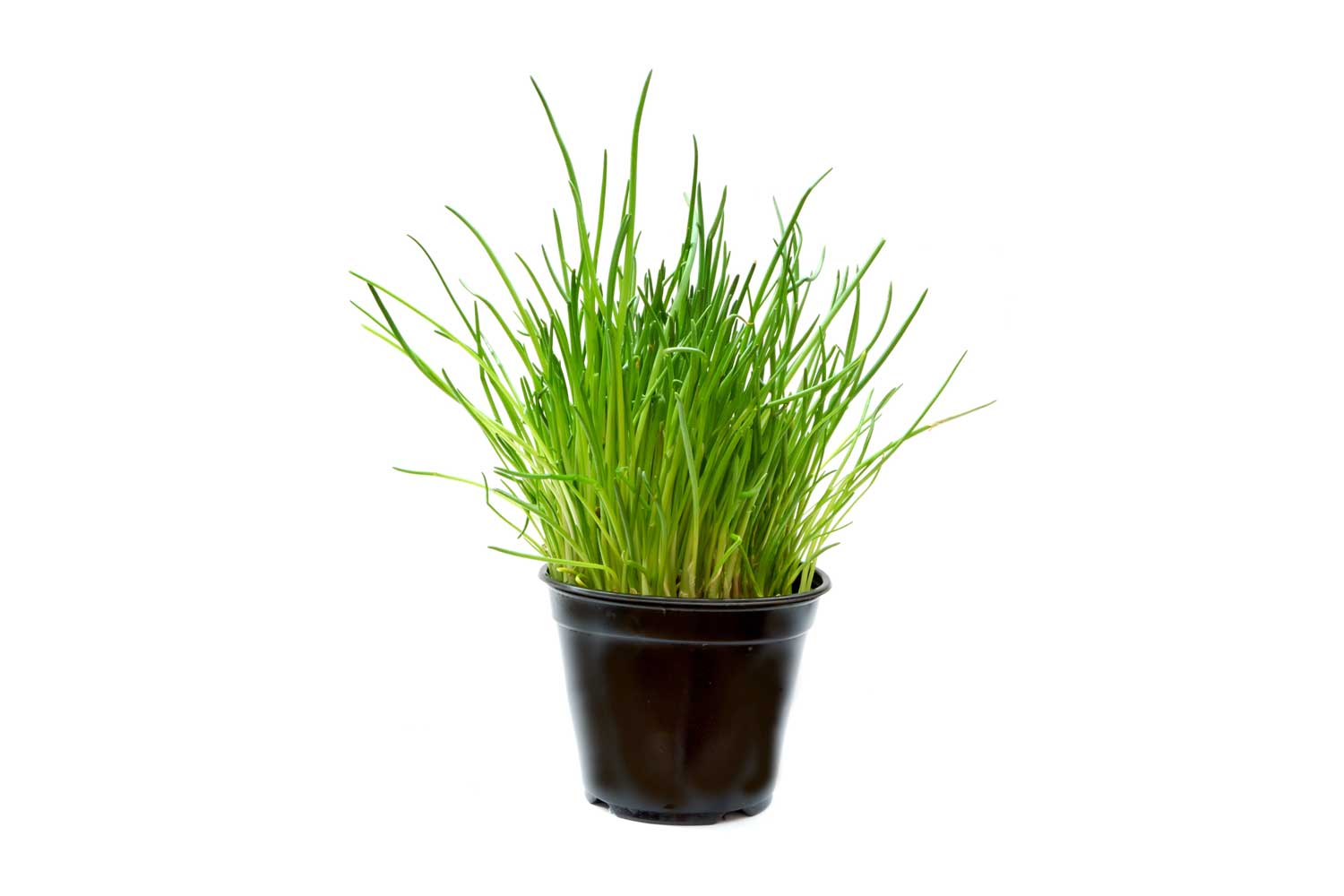 Graines de ciboulette