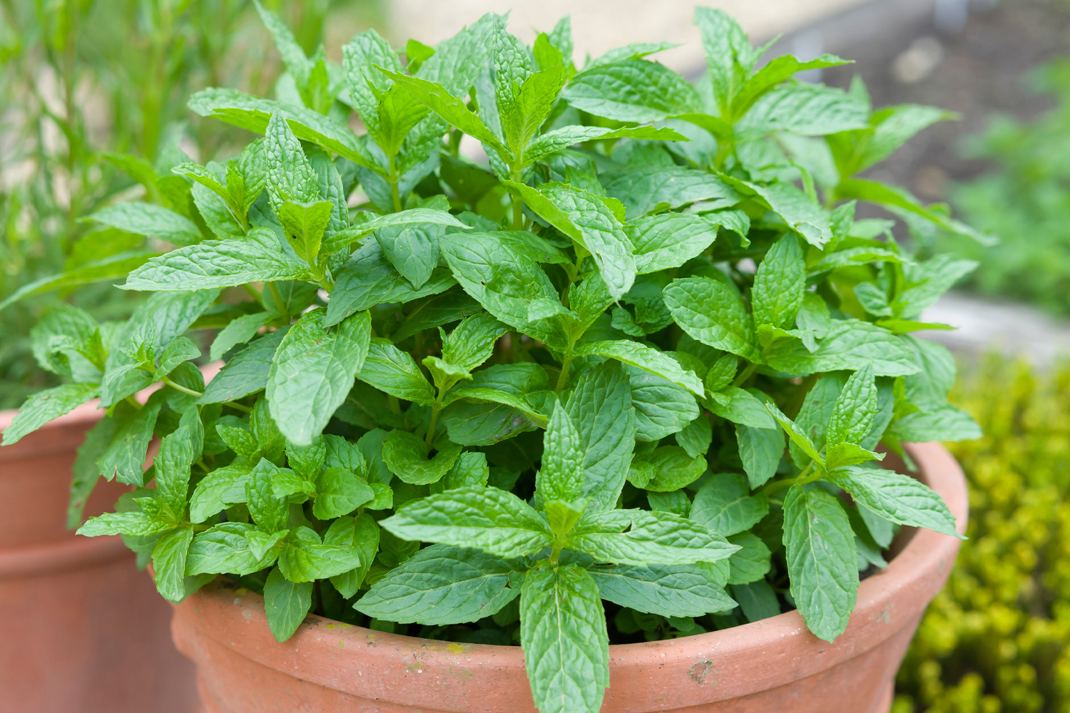 Graines de menthe verte