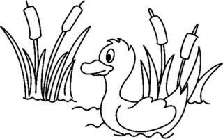 Canard01 - Coloriages animaux - Coloriages - 10doigts.fr