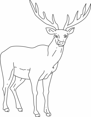 Cerf 03 - Coloriages animaux - Coloriages - 10doigts.fr