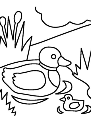 Canard 23 - Coloriages animaux - Coloriages - 10doigts.fr