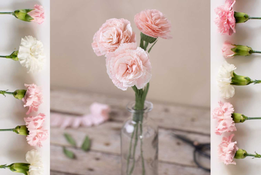Fleurs roses en papier crépon - Tutos Collage, pliage - 10doigts.fr