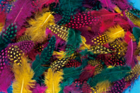 Plumes de faisan colorées - Set d'environ 250 plumes - Plumes décoratives - 10doigts.fr