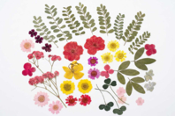 fleurs séchées 40 pièces - Fleurs séchées, pommes de pin - 10doigts.fr