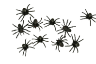 Araignées noires - 10 pièces - Accessoires créatifs Halloween - 10doigts.fr