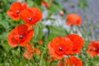 Graines de coquelicot - Jardinage enfants - 10doigts.fr