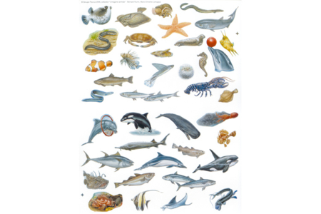 Set de 468 gommettes Poissons - 10doigts.fr