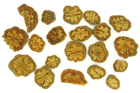 Fleurs de bois - 10doigts.fr