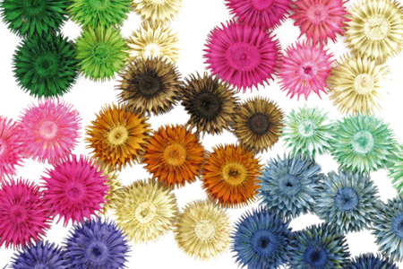 Set de 9 fleurs séchées 3 à 4 cm, couleurs en camaïeu  - 10doigts.fr