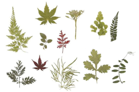 Feuilles pressées et séchées - 10doigts.fr