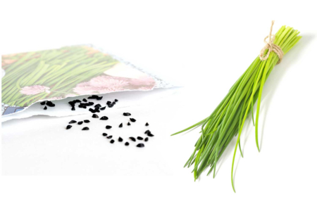 Sachet de graines de ciboulette - Graines à planter – 10doigts.fr