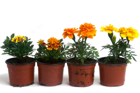 Kit "horticulteur" - 6 pots - Supports en Céramique – 10doigts.fr
