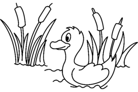 Coloriage Canard 01 – 10doigts.fr