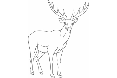 Coloriage Cerf 03 – 10doigts.fr