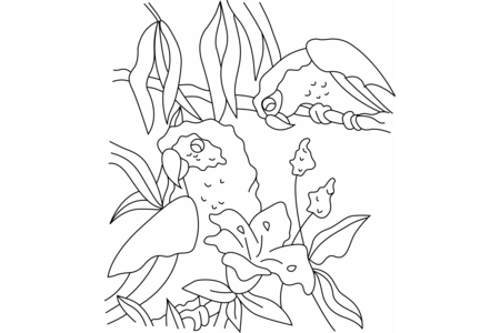 Coloriage Perroquet 03 – 10doigts.fr