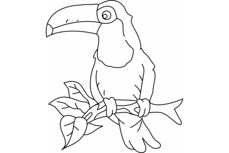 Coloriage Toucan 03 – 10doigts.fr