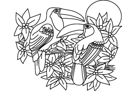 Coloriage Toucan02 – 10doigts.fr