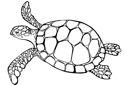 Coloriage Animaux-marins9 – 10doigts.fr