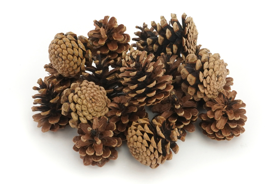 Lot 18 Ornements Pommes De Pin Naturelles Dorées - Décoration Sapin Noël Suspendues 3-5cm