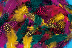 Plumes de faisan colorées - Set d'environ 250 plumes - Plumes – 10doigts.fr
