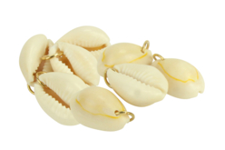 Coquillages avec anneaux - 8 coquillages - Bijoux indiens – 10doigts.fr