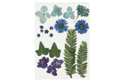 Fleurs séchées bleues - 1 planche - Fleurs séchées, pommes de pin – 10doigts.fr