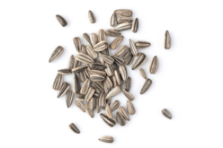 Sachet de graines de tournesols nains - Graines à planter – 10doigts.fr - 2