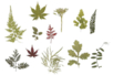 Feuilles pressées et séchées - 10doigts.fr