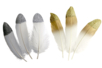 Plumes à bout pailleté - Set de 10 plumes - Plumes décoratives – 10doigts.fr