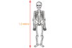 Squelette géant phosphorescent et articulé - Décorations d'Halloween – 10doigts.fr