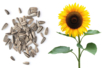 tournesol graines - Jardinage enfants – 10doigts.fr