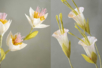 Un kit créatif fleurs automne - Fleurs en crépon – 10doigts.fr