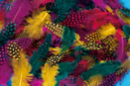 Plumes de pintade colorées - environ 250 plumes - Plumes décoratives - 10doigts.fr