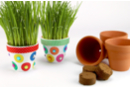 Kit pots de Ciboulette à planter - 12 pièces - Jardinage enfants - 10doigts.fr