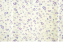 Coupon de tissu imprimé fleurs violettes - 43 x 53 cm - Coupons de tissus 30123 - 10doigts.fr