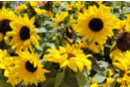 Sachet de graines de tournesols nains - Jardinage enfants 11585 - 10doigts.fr