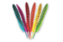 Plumes striées, colorées - 24 pièces - Plumes décoratives 36109 - 10doigts.fr