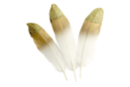 Plumes à bout doré - Set de 10 plumes  - Plumes décoratives 36137 - 10doigts.fr