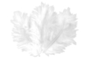 Plumes blanches - Set d'environ 50 plumes - Plumes décoratives 10442 - 10doigts.fr