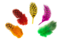 Plumes mouchetées multicolores - Set d'environ 50 plumes - Plumes décoratives - 10doigts.fr