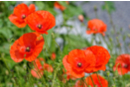 Graines de coquelicot - Jardinage enfants 57446 - 10doigts.fr