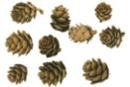 Pommes de pins 1,5 à 3 cm - Lot d'environ 15 pièces - Fleurs séchées, pommes de pin - 10doigts.fr