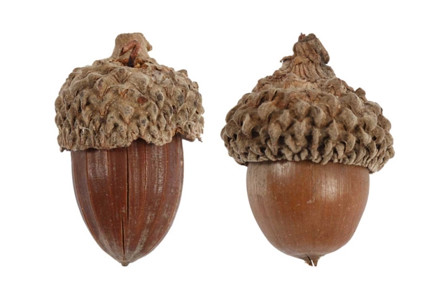 gland décors - Fleurs séchées, pommes de pin - 10doigts.fr