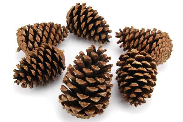 grande pomme de pin - Décors nature - 10doigts.fr